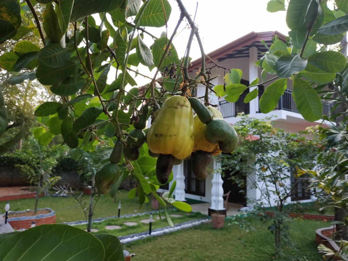 Sigiriya Cashew Palace Resort Daganapothaha 外观 照片