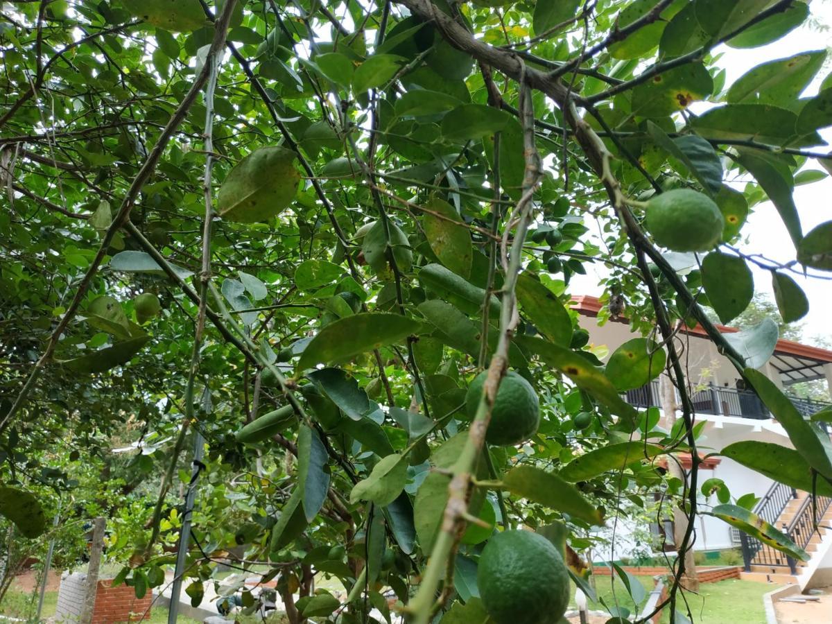 Sigiriya Cashew Palace Resort Daganapothaha 外观 照片